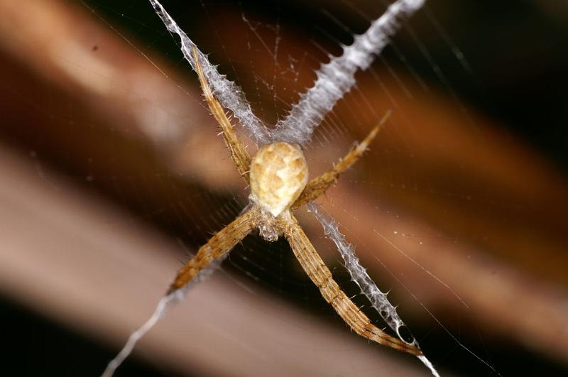 Argiope_ZZXYX_D5563_Z_89_Wellington Point Esplanada_Australie.jpg